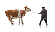 Farmer with obstinate cow (1x)