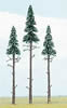 3 spruces