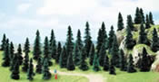 50 pine trees