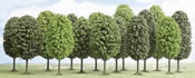 12 deciduous trees