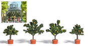 Potted Citrus Trees