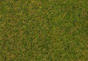 Wild grass ground cover fibres, Early summer lawn, 4 mm, 30 g