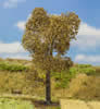 1 PREMIUM Oak