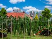 Hop field with poles