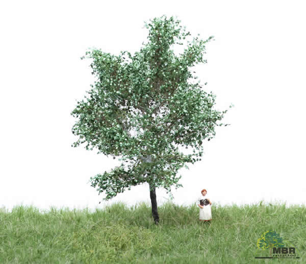 MBR 51-2105 - Summer White Poplar Tree