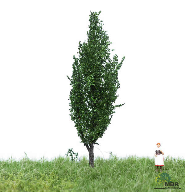 MBR 51-2107 - Summer Italian Poplar Tree