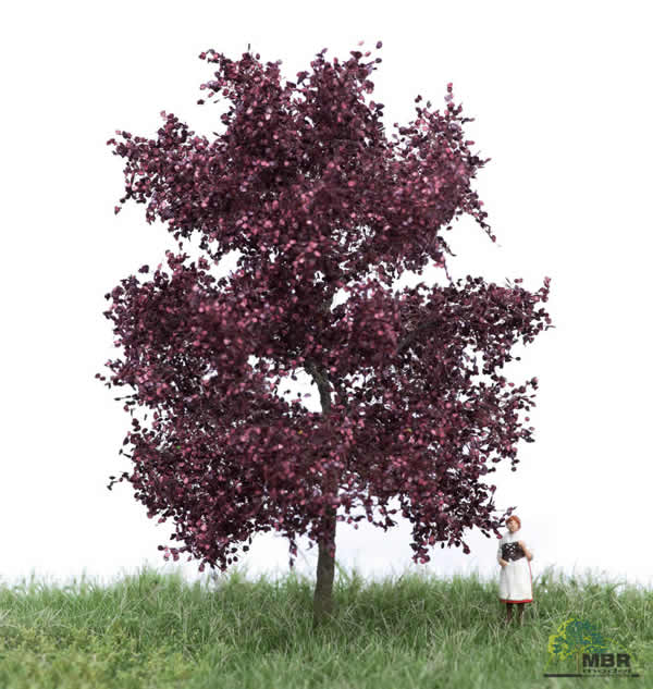 MBR 51-2114 - Red Beech Tree