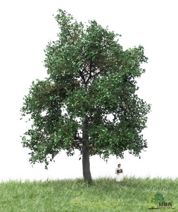 MBR 51-2203 - Summer Oak Tree