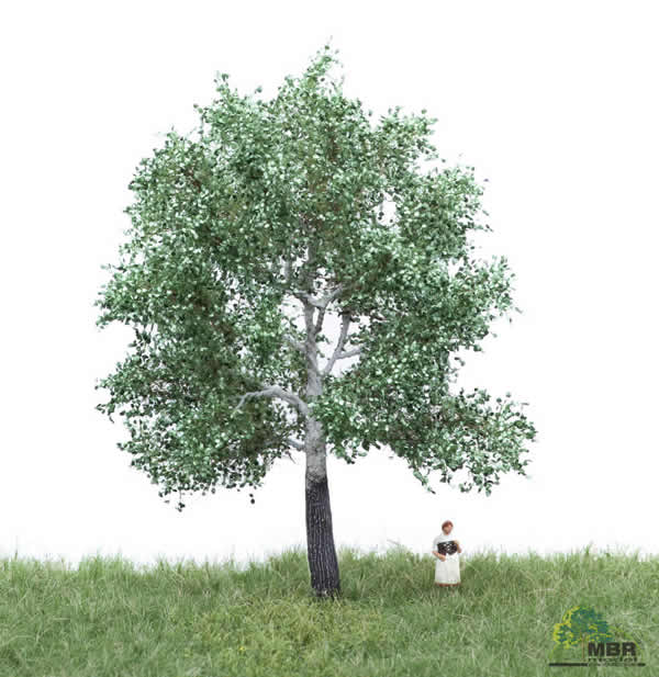 MBR 51-2205 - Summer White Poplar Tree