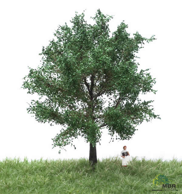 MBR 51-2206 - Summer Canadian Poplar Tree