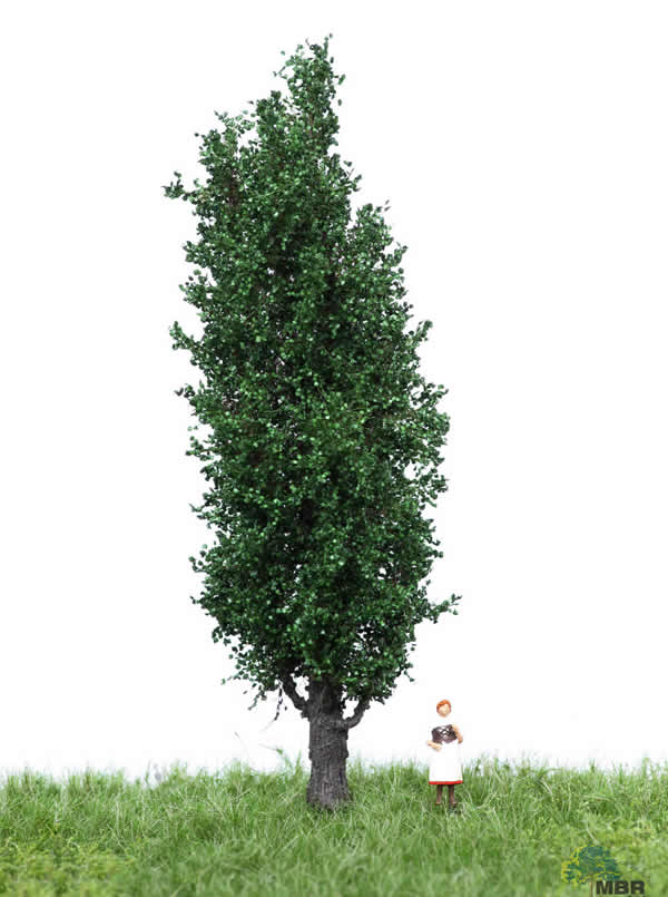 MBR 51-2207 - Summer Italian Poplar Tree