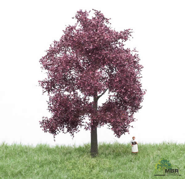 MBR 51-2214 - Red Beech Tree