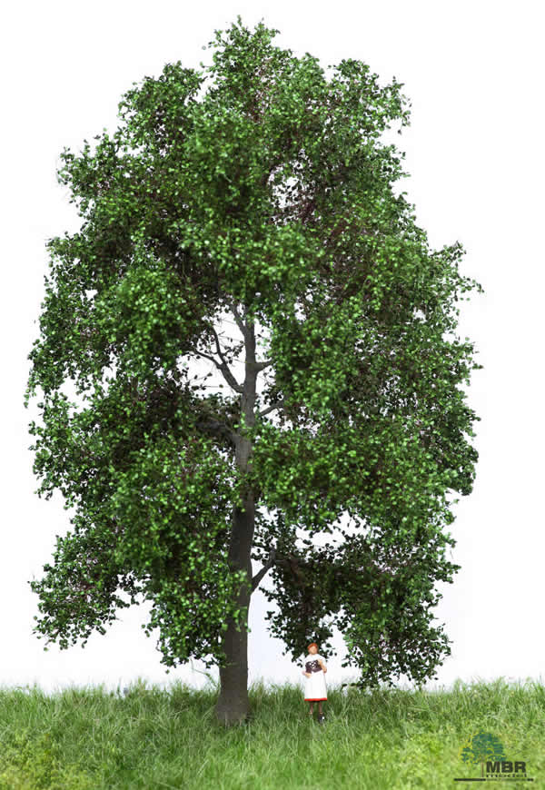 MBR 51-2302 - Summer Beech Tree