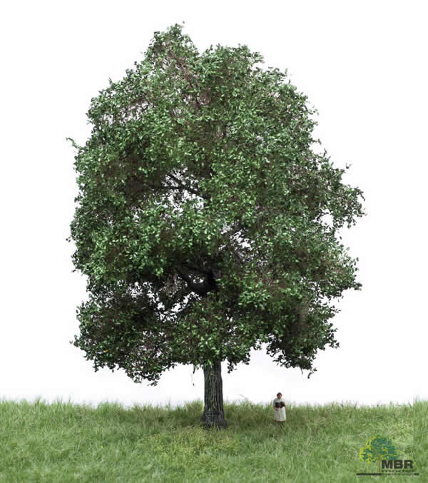 MBR 51-2303 - Summer Oak Tree