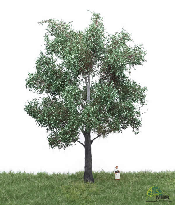 MBR 51-2305 - Summer White Poplar Tree