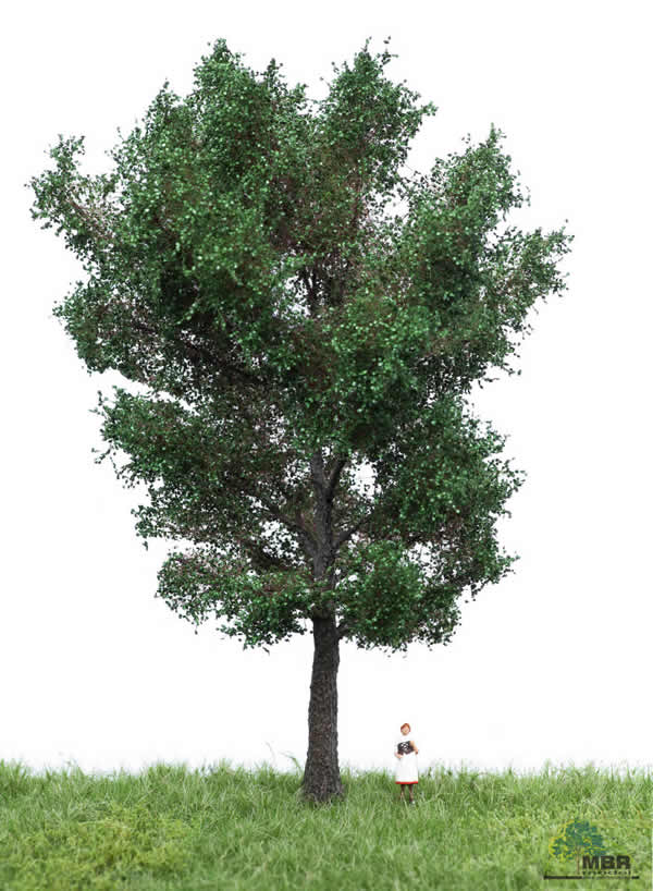 MBR 51-2306 - Summer Canadian Poplar Tree