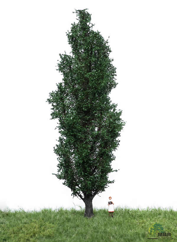 MBR 51-2307 - Summer Italian Poplar Tree