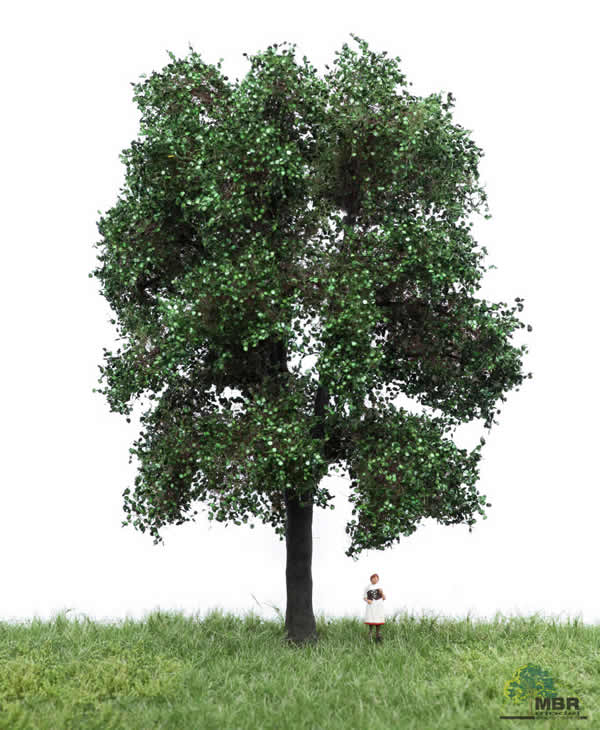 MBR 51-2310 - Summer Chestnut Tree