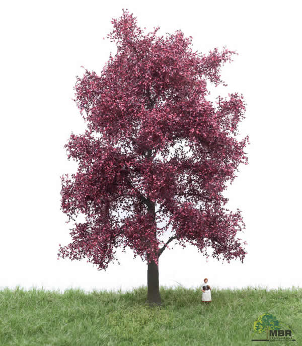 MBR 51-2314 - Red Beech Tree