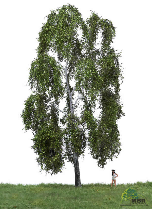MBR 51-2401 - Summer Birch Tree