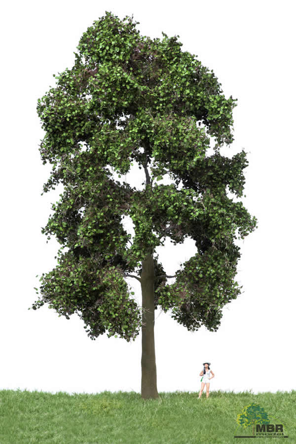 MBR 51-2402 - Summer Beech Tree