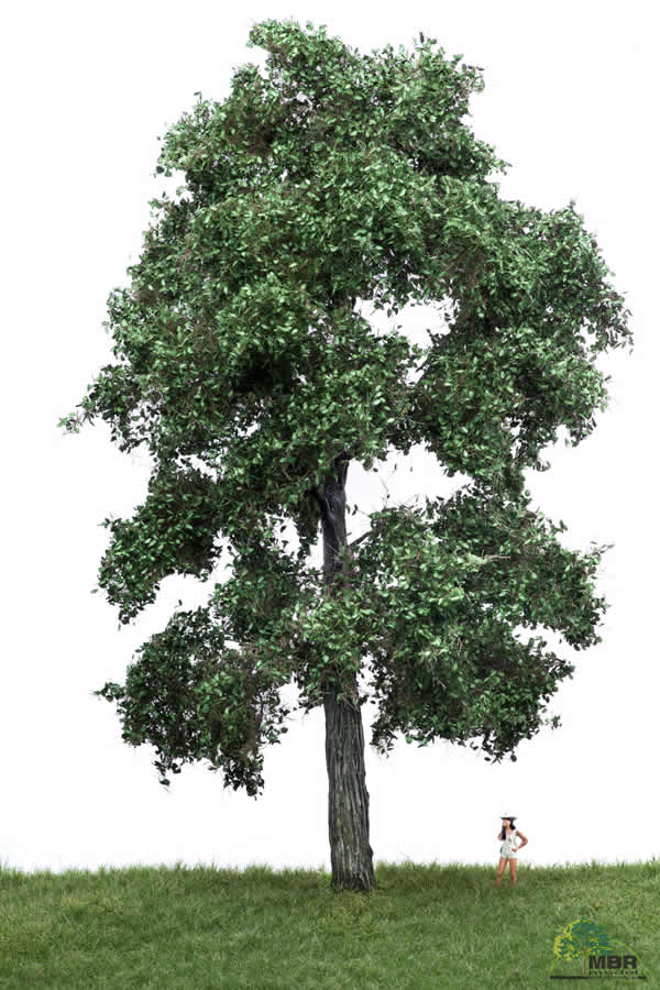MBR 51-2403 - Summer Oak Tree