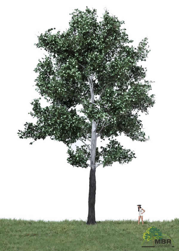 MBR 51-2405 - Summer White Poplar Tree