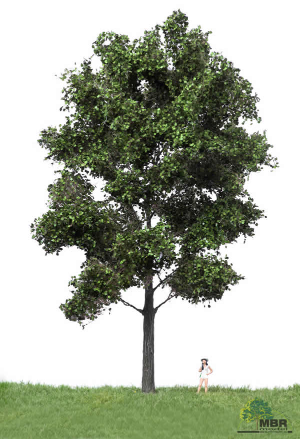 MBR 51-2406 - Summer Canadian Poplar Tree