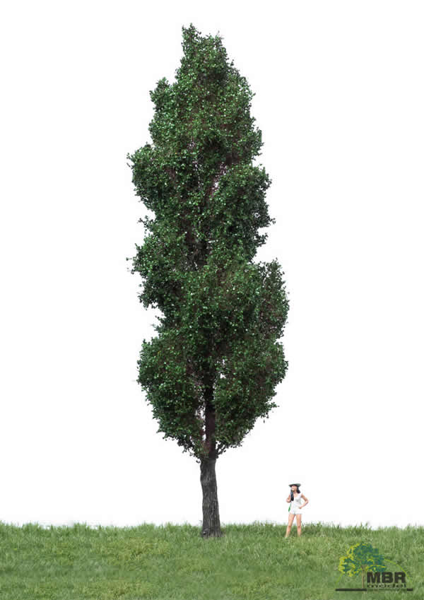 MBR 51-2407 - Summer Italian Poplar Tree