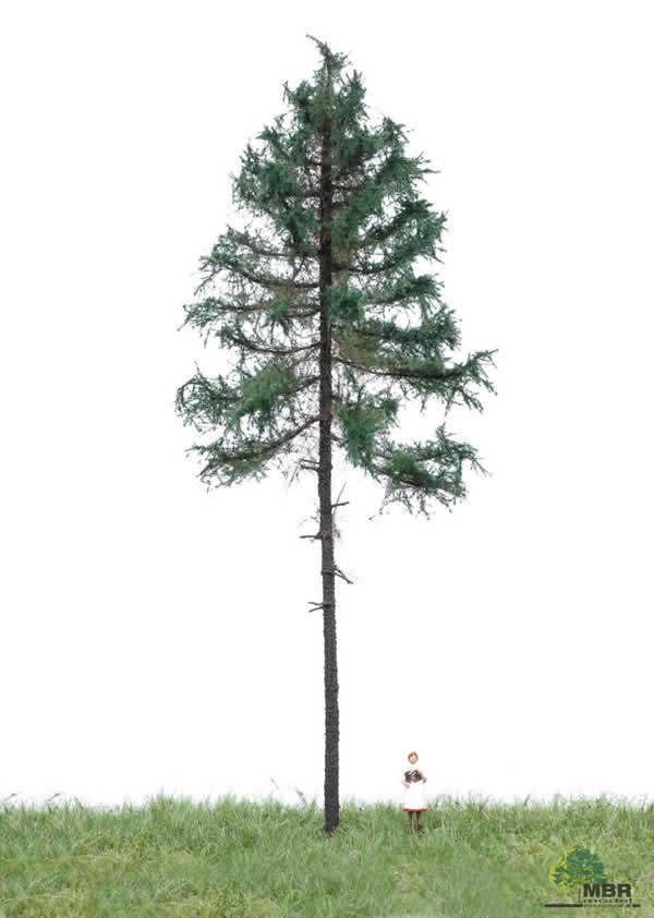 MBR 51-4301 - Summer Fir Tree
