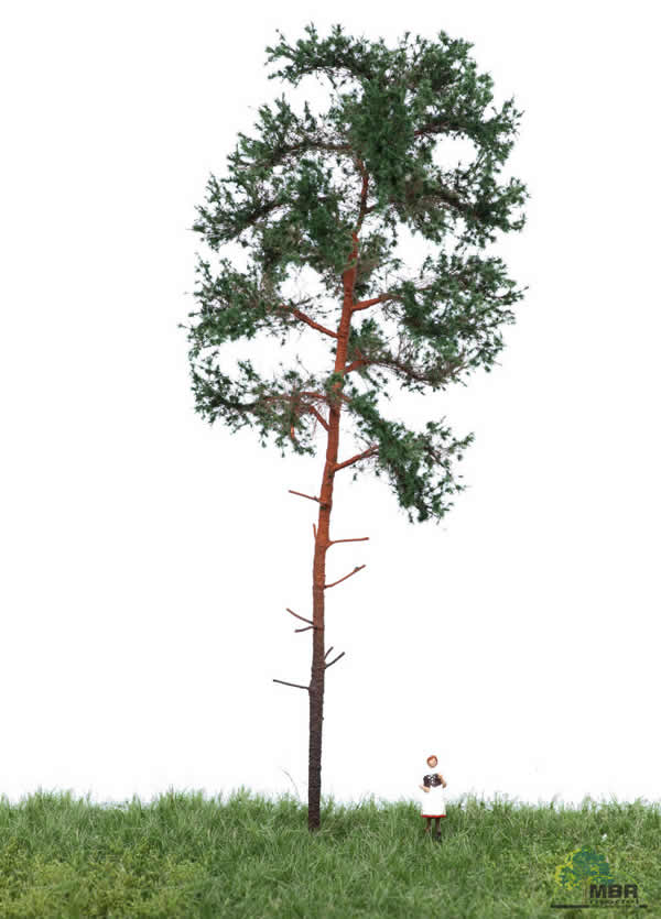 MBR 51-4304 - Summer Pine Tree
