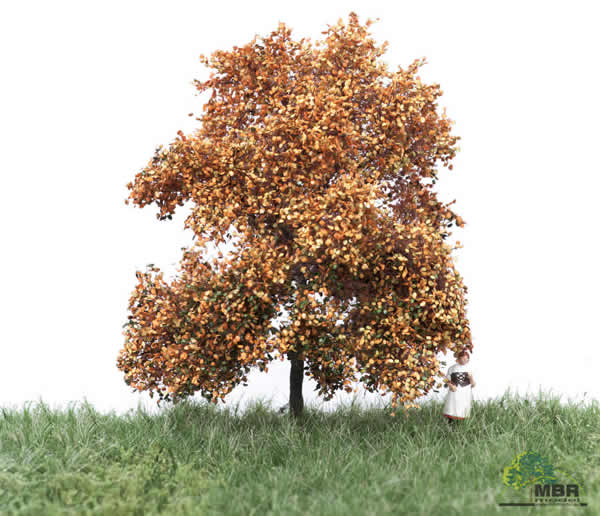 MBR 52-2102 - Autumn Beech Tree