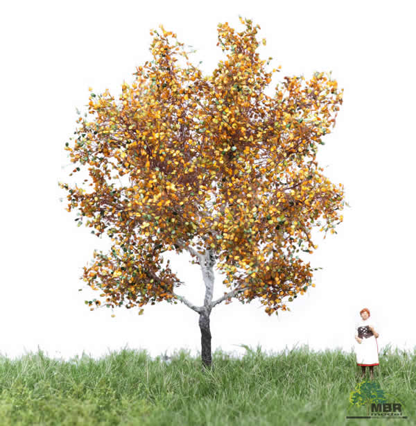 MBR 52-2105 - Autumn White Poplar Tree