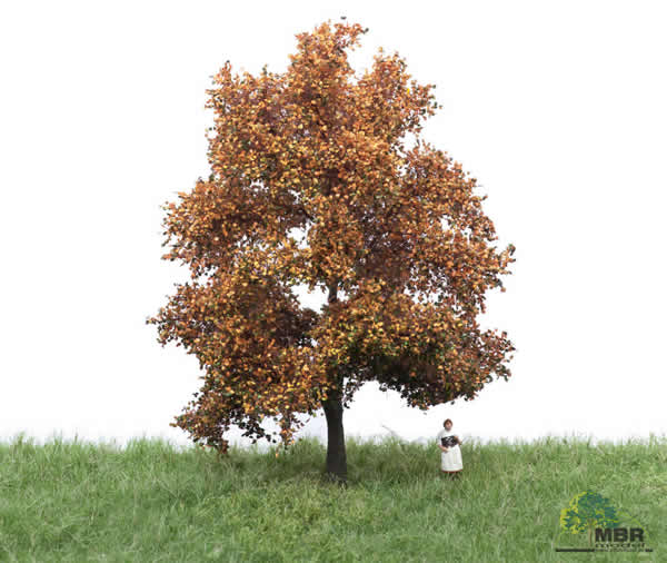 MBR 52-2202 - Autumn Beech Tree