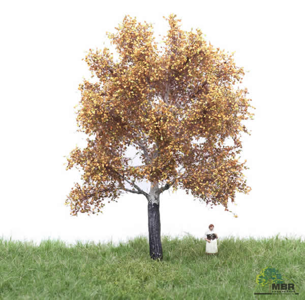 MBR 52-2205 - Autumn White Poplar Tree