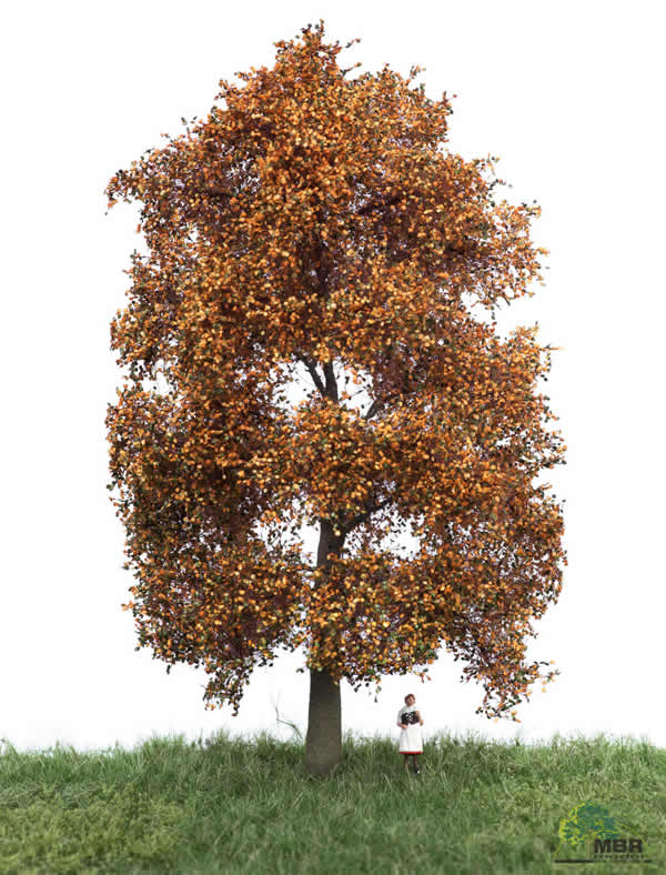MBR 52-2302 - Autumn Beech Tree