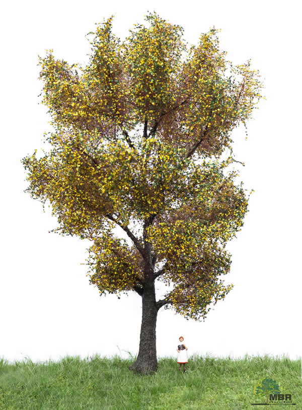 MBR 52-2306 - Autumn Canadian Poplar Tree
