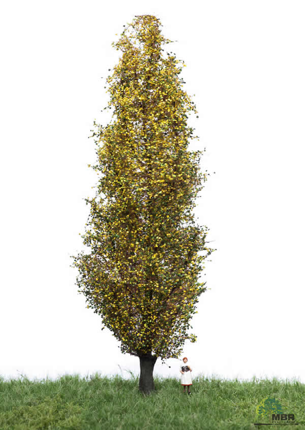 MBR 52-2307 - Autumn Italiam Poplar Tree
