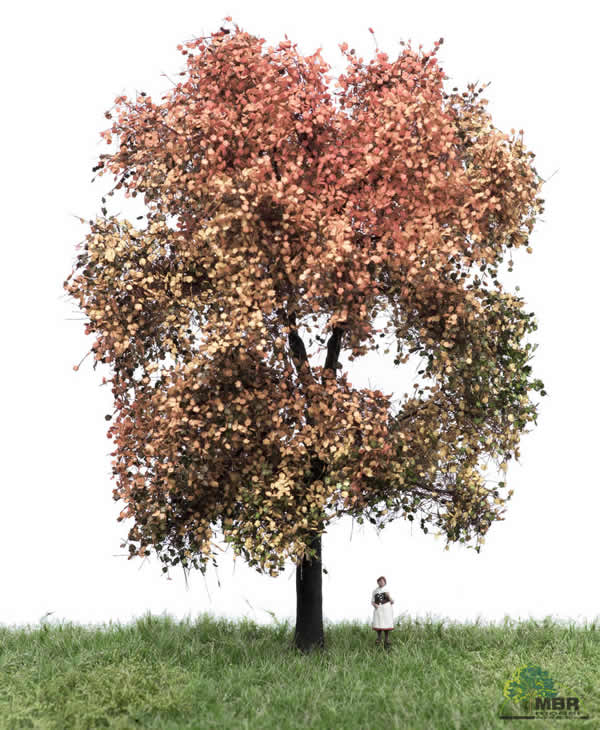 MBR 52-2312 - Authum Maple Tree