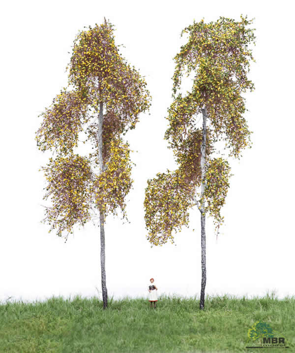 MBR 52-2313 - Authum Forest Birch Tree Pack of 2
