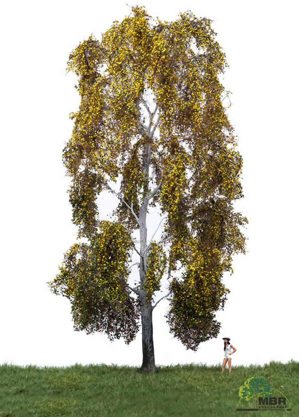 MBR 52-2401 - Autumn Birch Tree