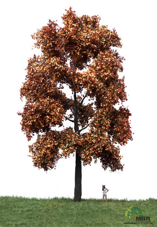 MBR 52-2402 - Autumn Beech Tree