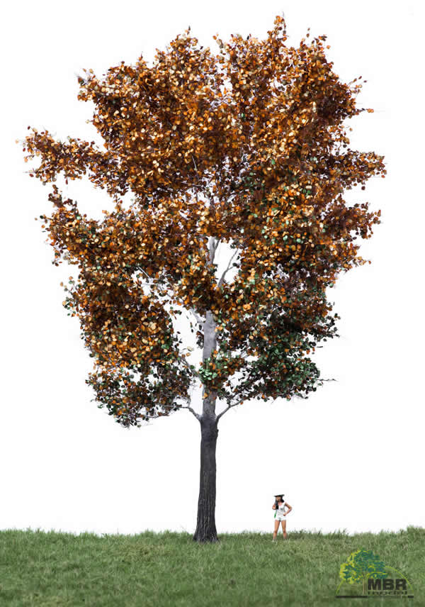MBR 52-2405 - Autumn White Poplar Tree
