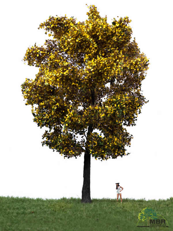 MBR 52-2406 - Autumn Canadian Poplar Tree