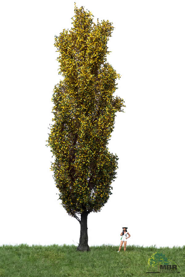MBR 52-2407 - Autumn Italiam Poplar Tree