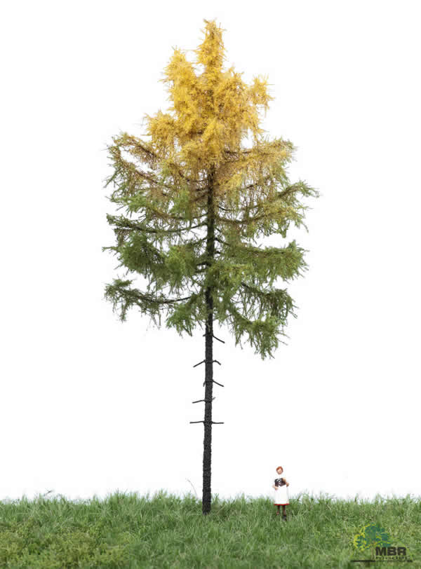MBR 52-4302 - Authum Forest Larch Tree