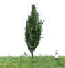 Summer Italian Poplar Tree