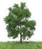 Summer Beech Tree