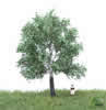 Summer White Poplar Tree