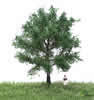 Summer Canadian Poplar Tree